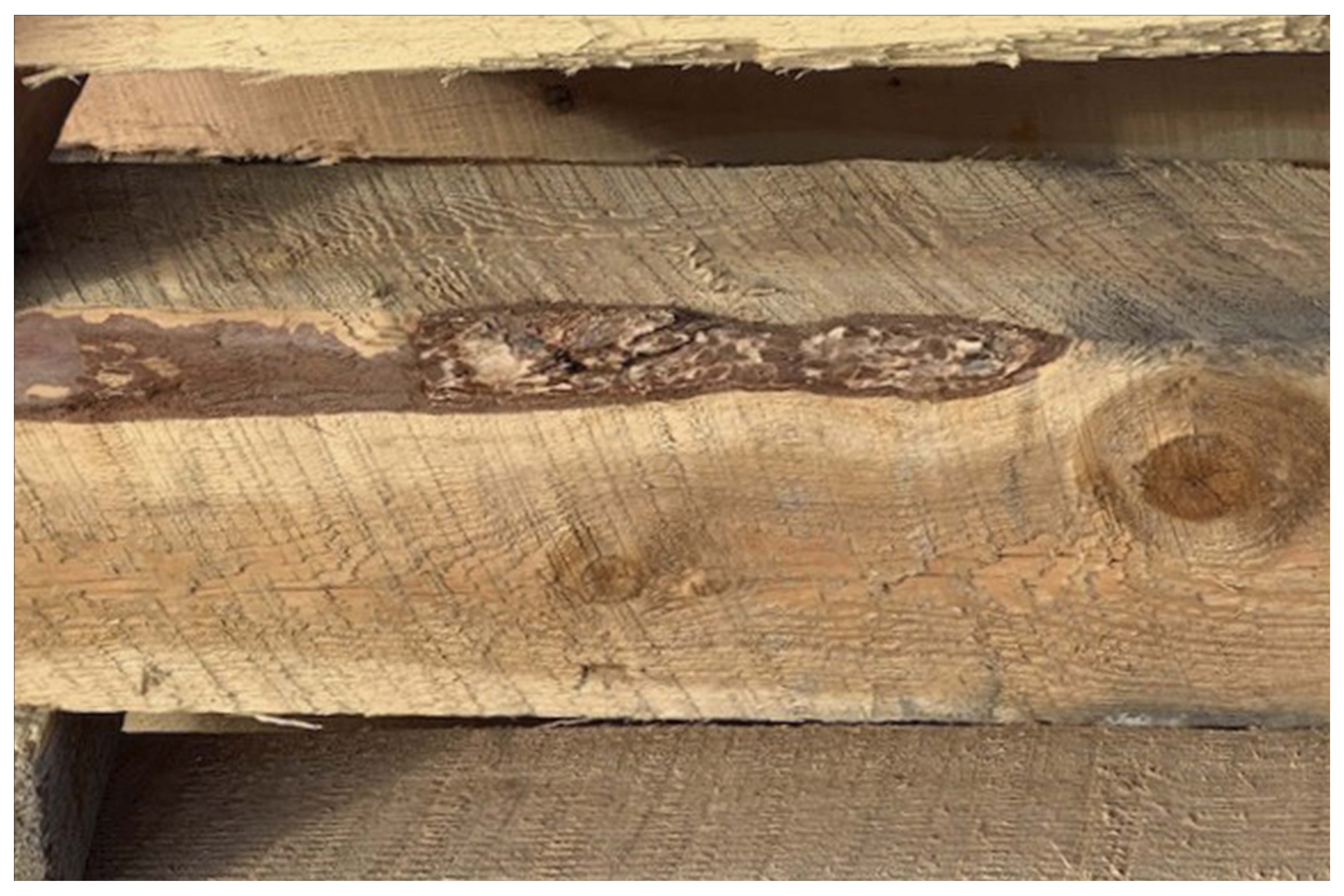 common-defects-to-consider-in-timber-grading-marks-lumber